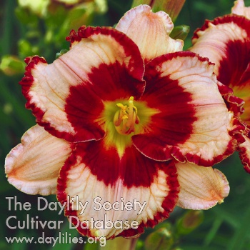 Daylily Délice Aux Fraises